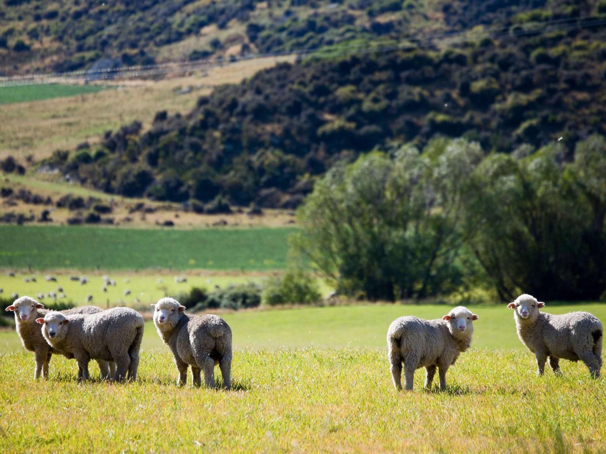 Hotel St Moritz Queenstown - Mgallery By Sofitel Exterior foto Sheep in the Manawatu Gorge